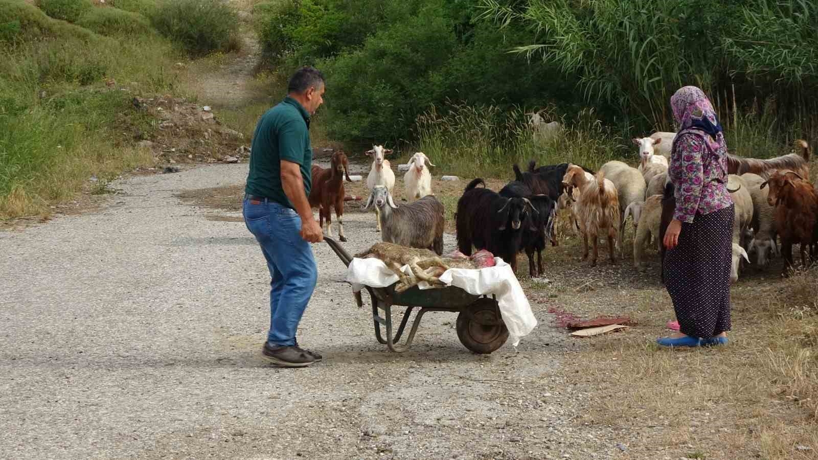 Yine pitbull dehşeti ! Başıboş pitbullar koyun ağılına saldırdı