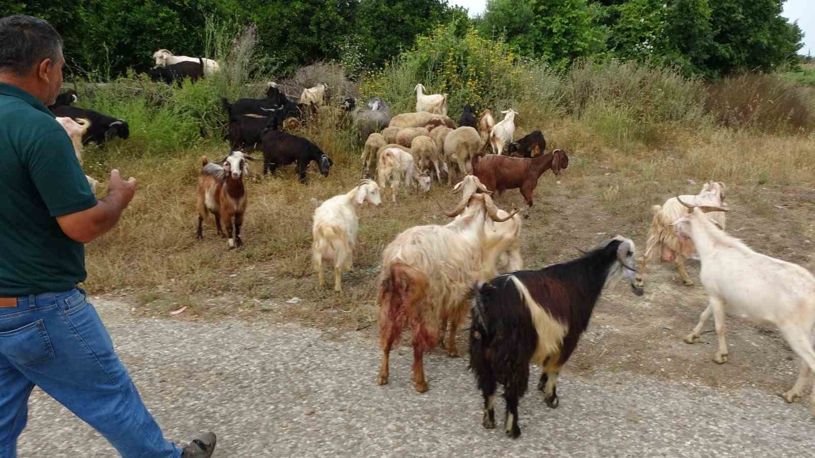 Yine pitbull dehşeti ! Başıboş pitbullar koyun ağılına saldırdı