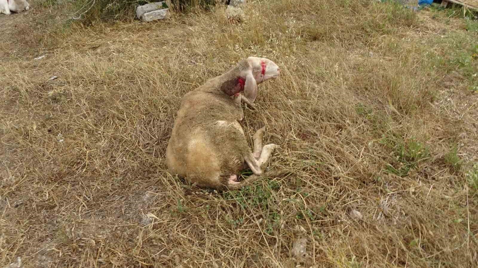 Yine pitbull dehşeti ! Başıboş pitbullar koyun ağılına saldırdı