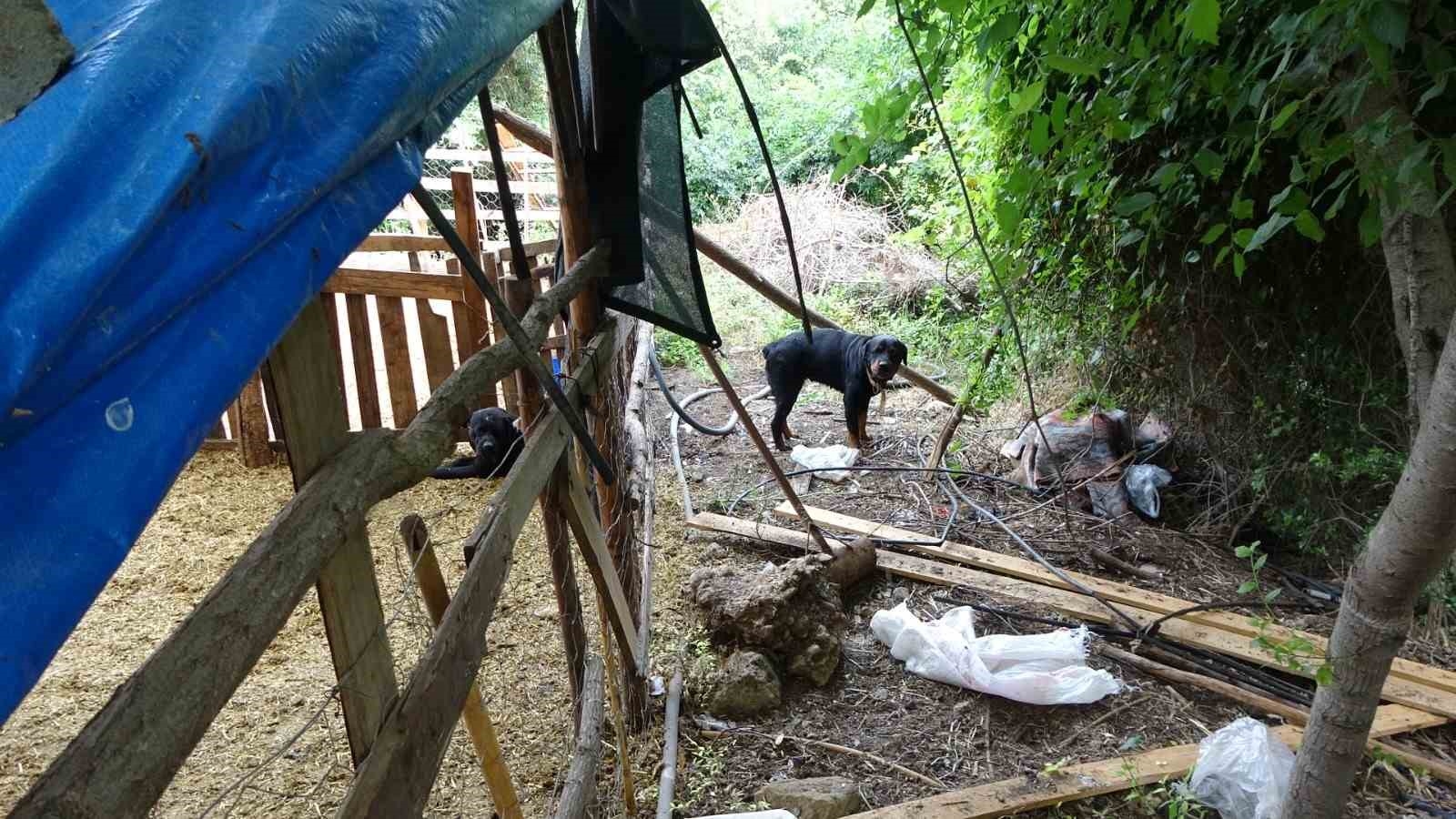 Yine pitbull dehşeti ! Başıboş pitbullar koyun ağılına saldırdı