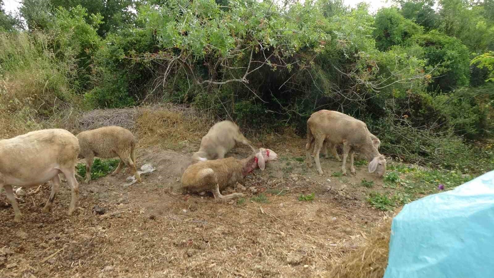 Yine pitbull dehşeti ! Başıboş pitbullar koyun ağılına saldırdı