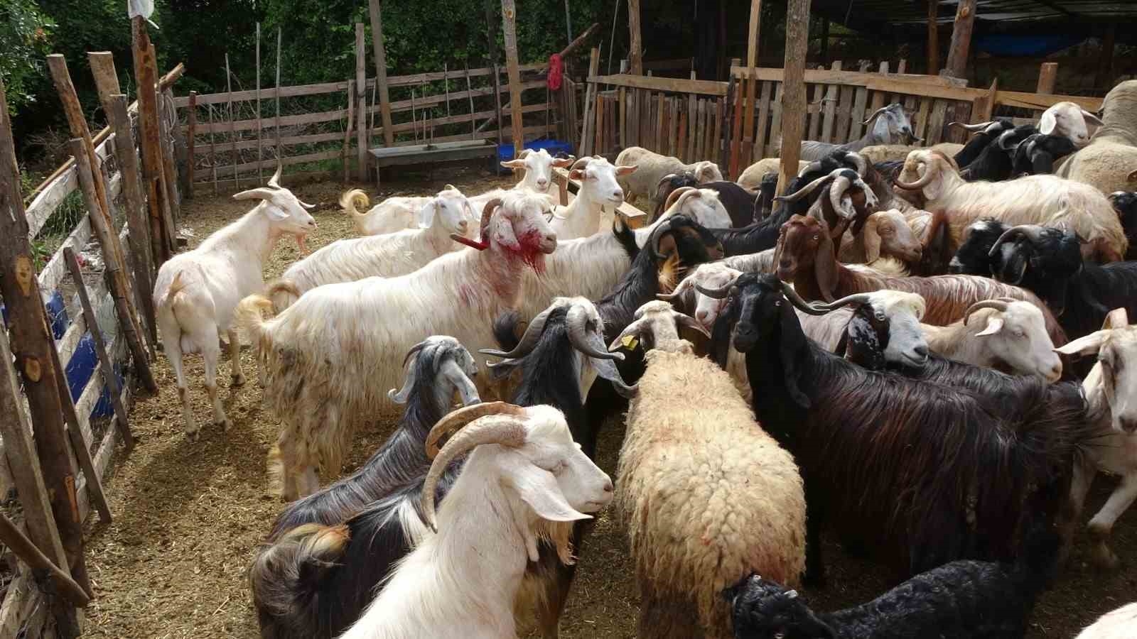 Yine pitbull dehşeti ! Başıboş pitbullar koyun ağılına saldırdı