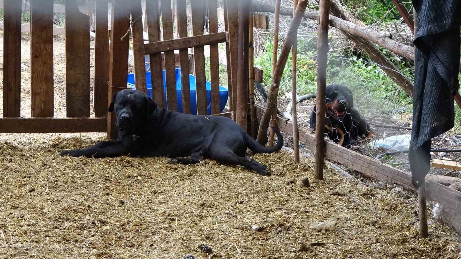 Yine pitbull dehşeti ! Başıboş pitbullar koyun ağılına saldırdı