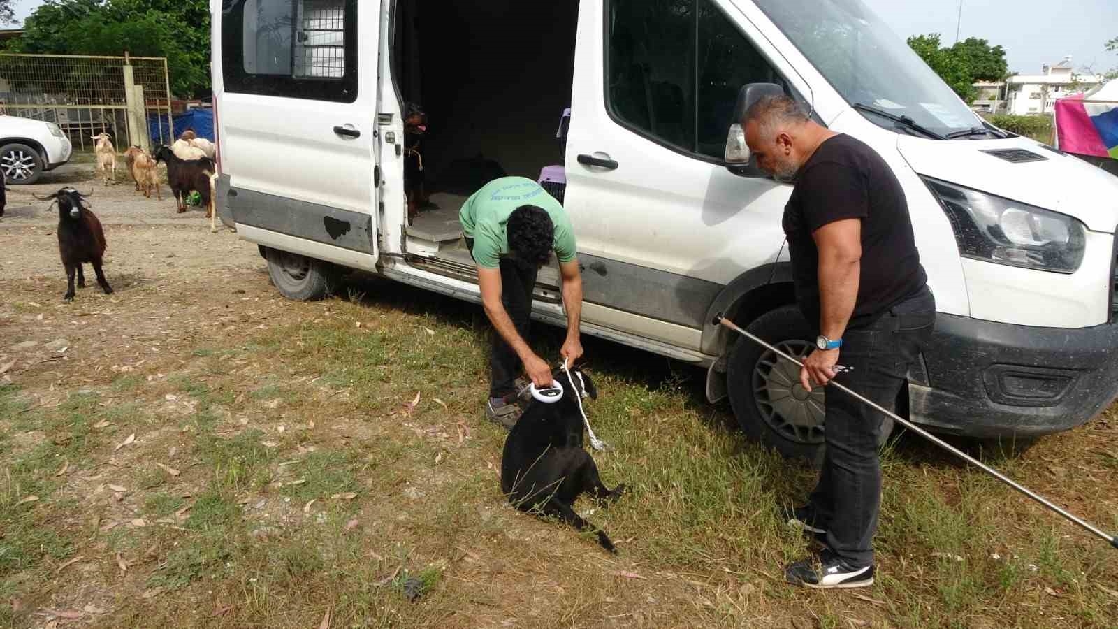 Yine pitbull dehşeti ! Başıboş pitbullar koyun ağılına saldırdı