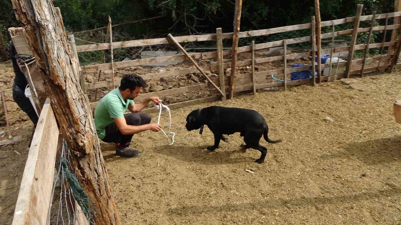 Yine pitbull dehşeti ! Başıboş pitbullar koyun ağılına saldırdı