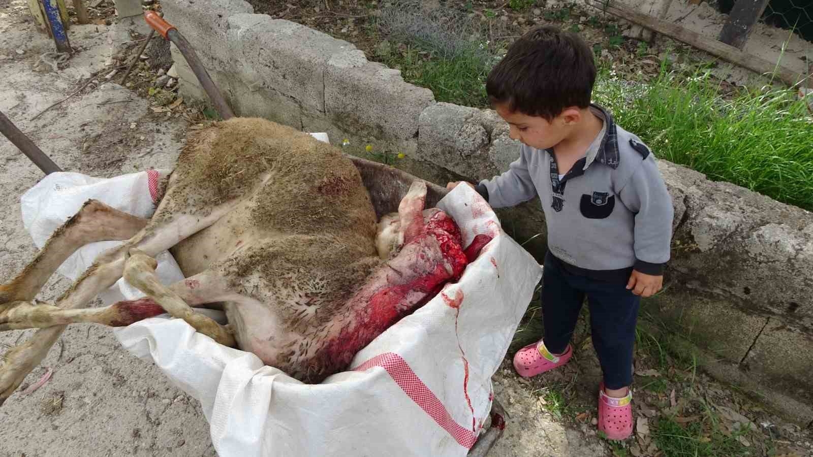 Yine pitbull dehşeti ! Başıboş pitbullar koyun ağılına saldırdı