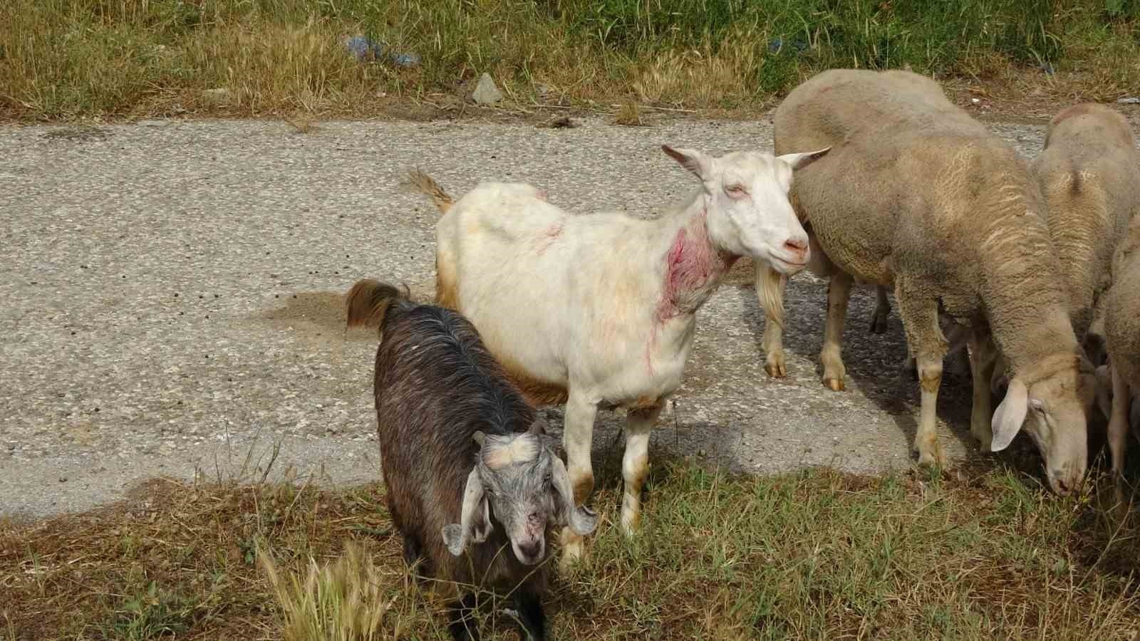 Yine pitbull dehşeti ! Başıboş pitbullar koyun ağılına saldırdı