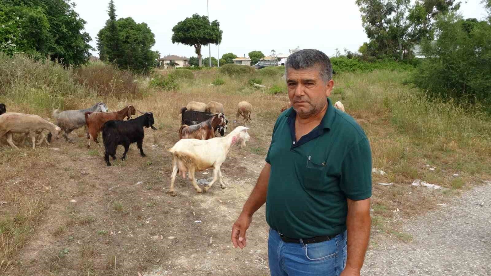 Yine pitbull dehşeti ! Başıboş pitbullar koyun ağılına saldırdı