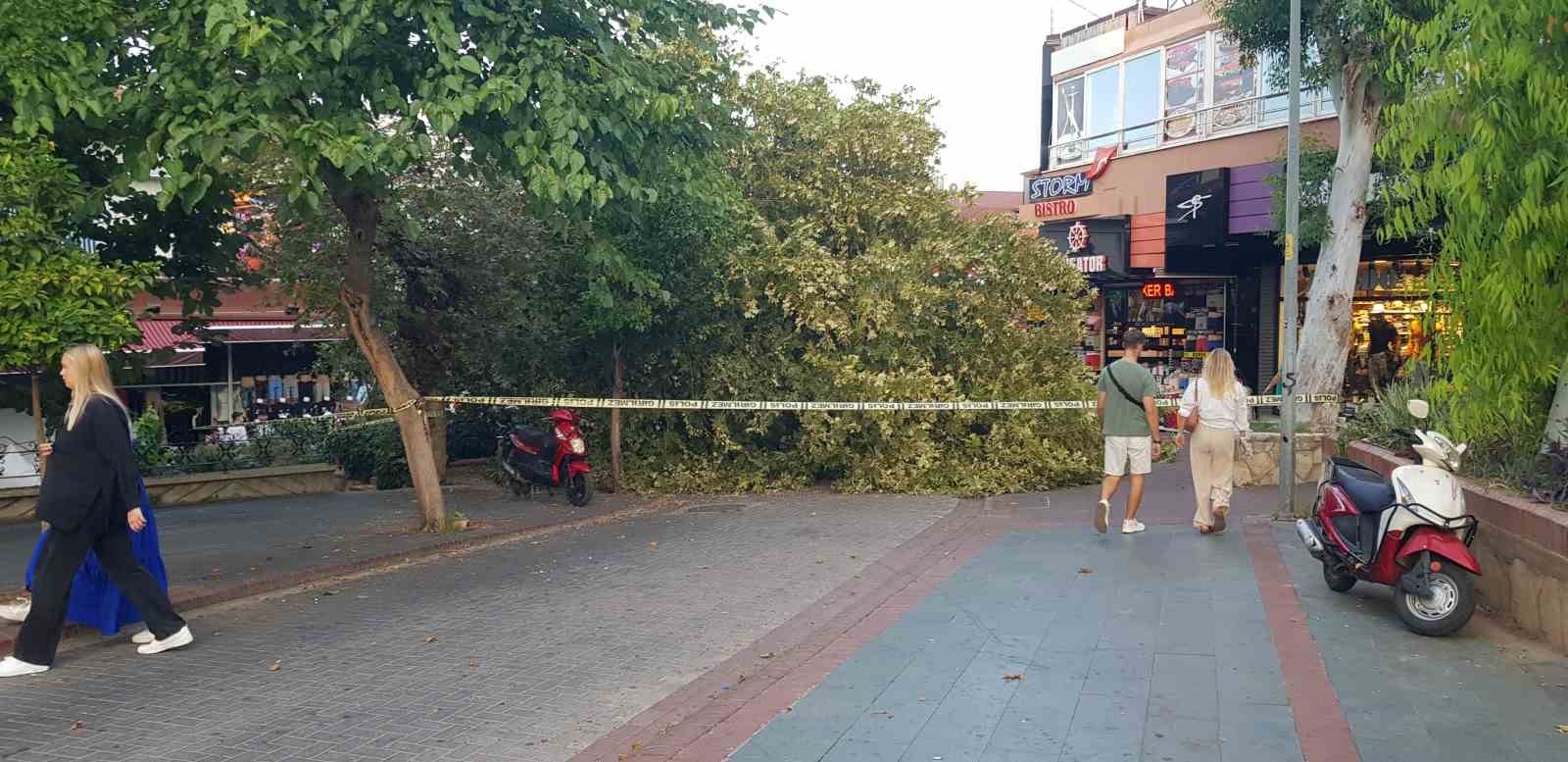 Alanya'da asırlık çınar gövdesinden kırılıp yola devrildi
