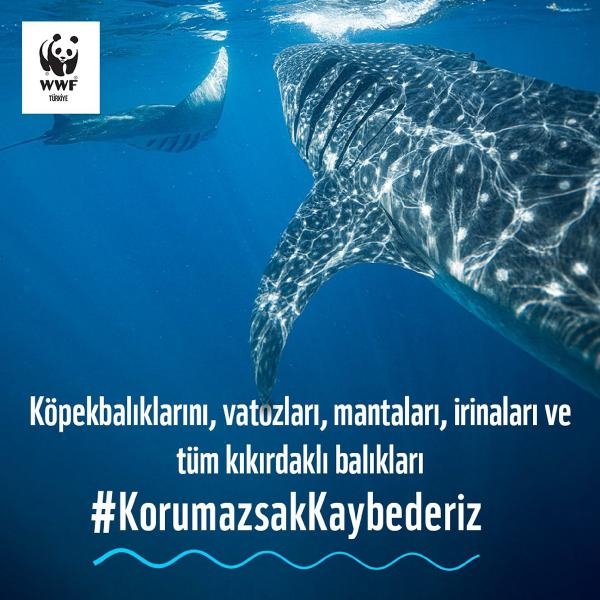 Kıkırdaklı balıkların 3'te 1'inin nesli tehdit altında