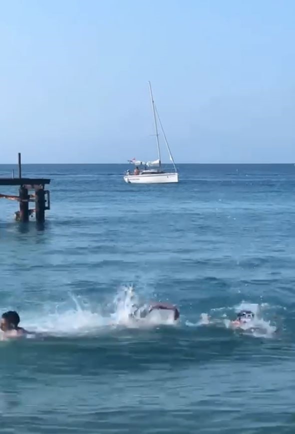 Mızrak balığını köpekbalığı diye taşladılar