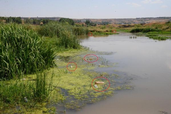 Piknikçilerin kirlettiği Dicle Nehri için uyarı