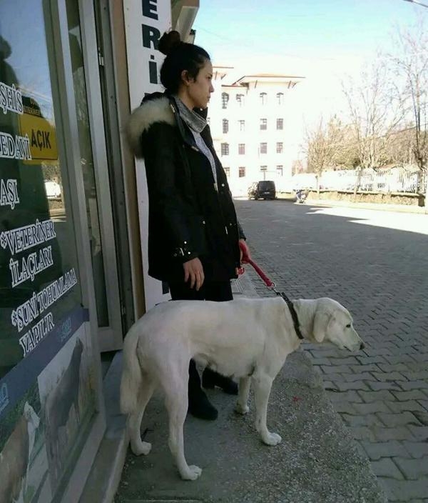 Tedavisini üstlendiği sokak köpeği, Yeşim'in mezarı başından ayrılmıyor