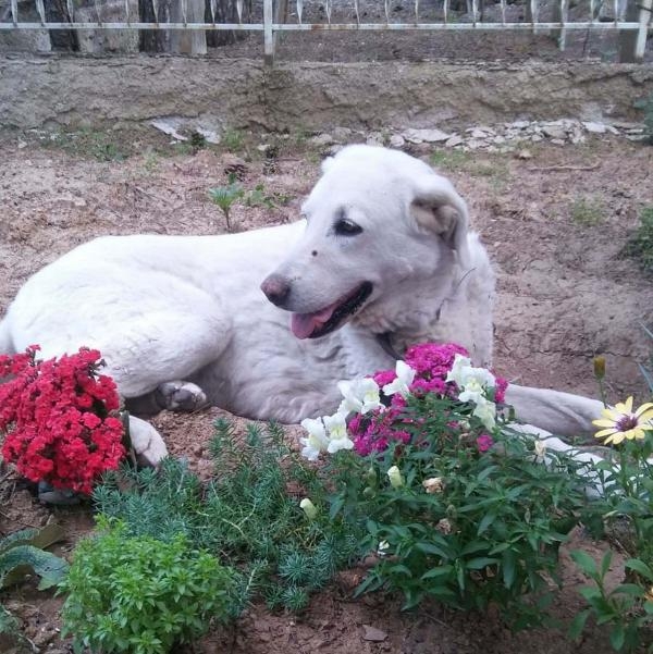 Tedavisini üstlendiği sokak köpeği, Yeşim'in mezarı başından ayrılmıyor