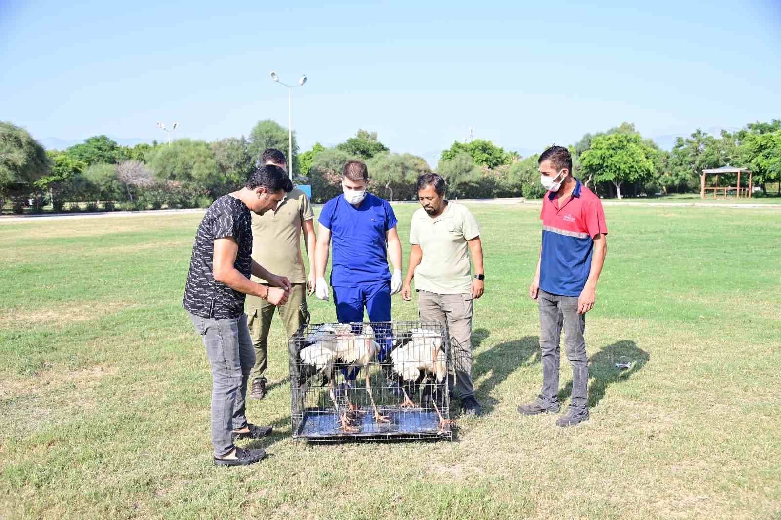 Annelerinin plastik atıklarla beslediği yavru leyleklerin rehabilitasyonu tamamlandı
