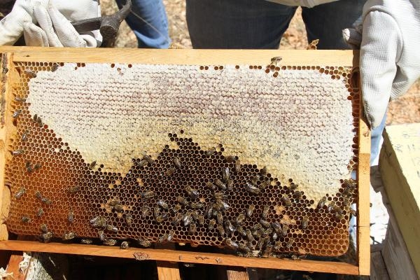 Araştırma enstitüsü, Torosların eteklerinde 2,5 ton bal üretti