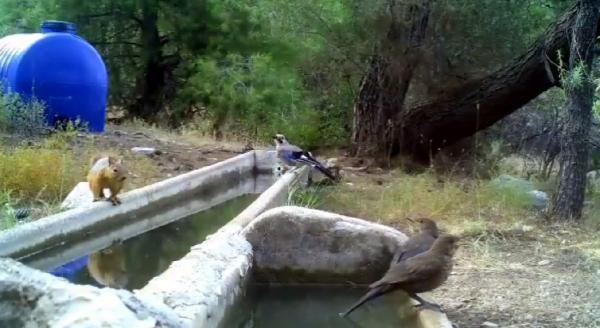 Aşırı sıcaklarda yaban hayvanlarına su desteği