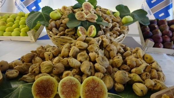 Aydın'da sezonun ilk kuru inciri, 350 TL'den alındı