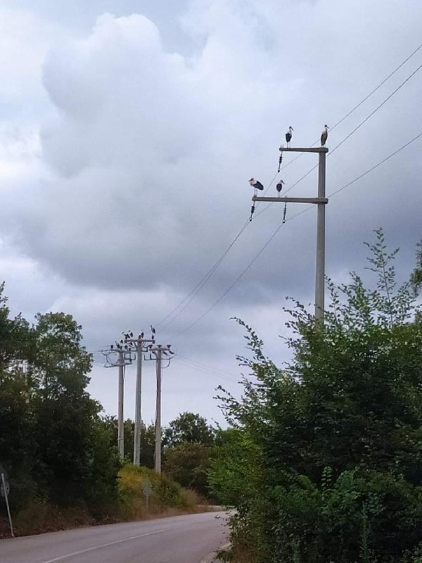 Göç eden leylekler akıma kapılmasın diye elektrikler kesildi