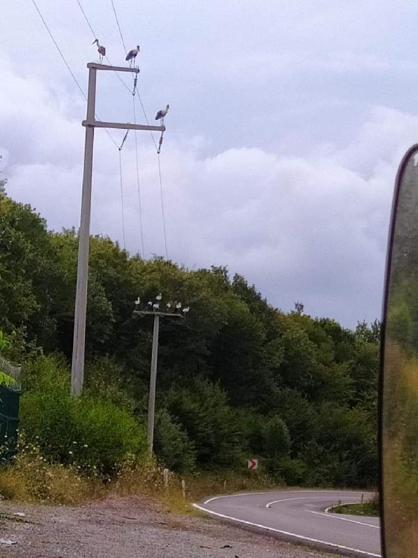 Göç eden leylekler akıma kapılmasın diye elektrikler kesildi