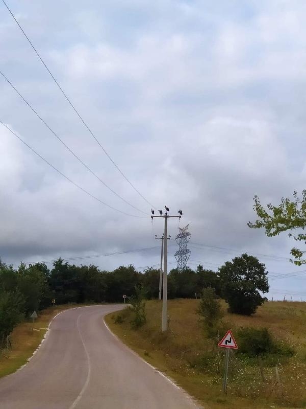 Göç eden leylekler akıma kapılmasın diye elektrikler kesildi