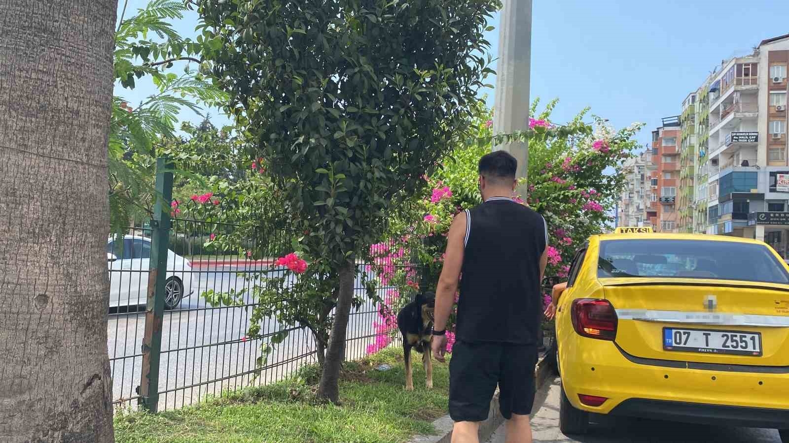 Kara yoluna çıkan köpek trafiği birbirine kattı, sürücüleri peşinden koşturdu