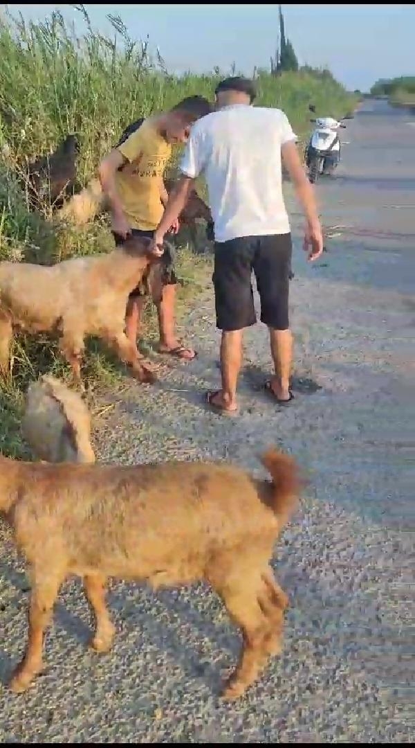 Mersin'de arazide otlayan 48 küçükbaş öldü; inceleme başlatıldı