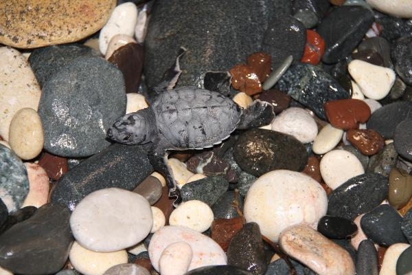 Mersin'de deniz kaplumbağalarının denize yolculuğu başladı