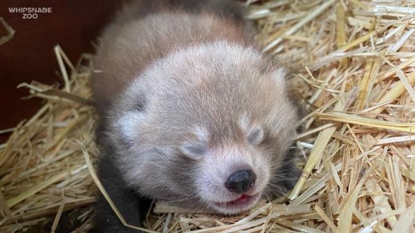 Nesli tükenmekte olan kızıl panda nüfusuna ikiz yavru katıldı