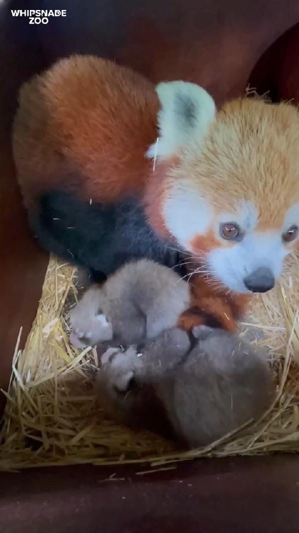 Nesli tükenmekte olan kızıl panda nüfusuna ikiz yavru katıldı