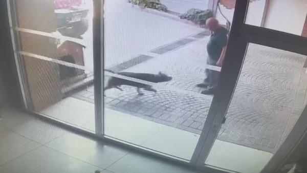 Pitbull saldırısı: Sahipleri yakalandı !