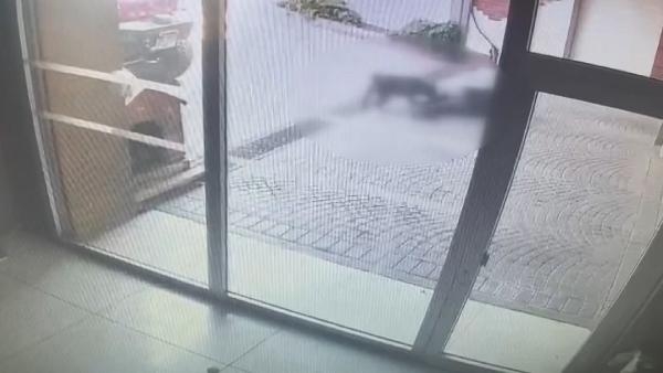Pitbull saldırısı: Sahipleri yakalandı !