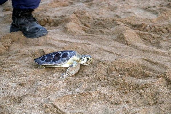 Tedavisi tamamlanan 8 deniz kaplumbağası denizle buluşturuldu