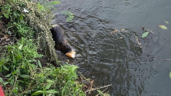 Tunca'nın su maymunları evcilleşti