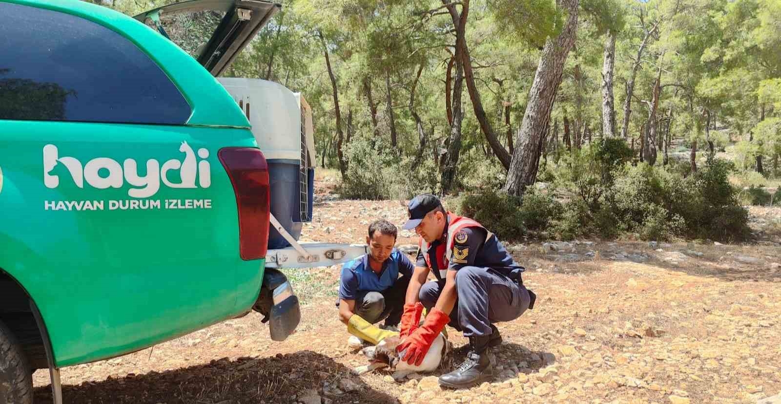 Yaralı köpeğe jandarmadan yardım eli