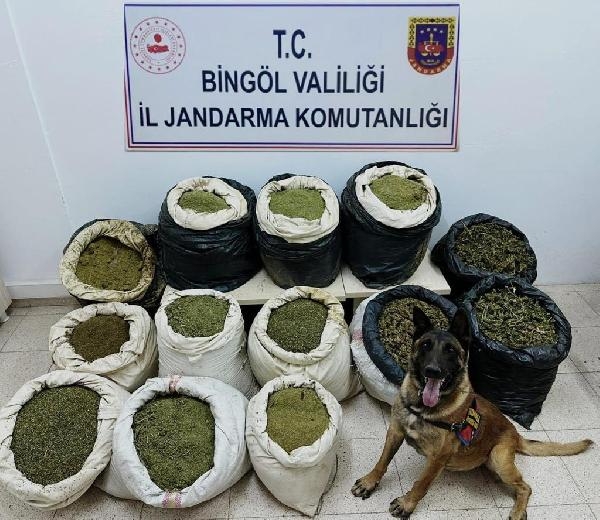 3 milyon kök Hint keneviri, 194 kilo esrar ele geçirildi