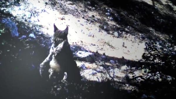 Avını taşıyan vaşağın görüntüsü, fotokapana yansıdı