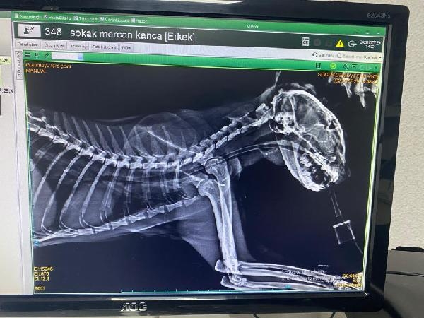 Boğazına 3 olta kancası takılan kedi, tedavi edildi