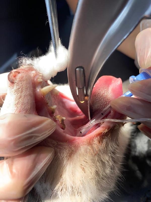 Boğazına 3 olta kancası takılan kedi, tedavi edildi