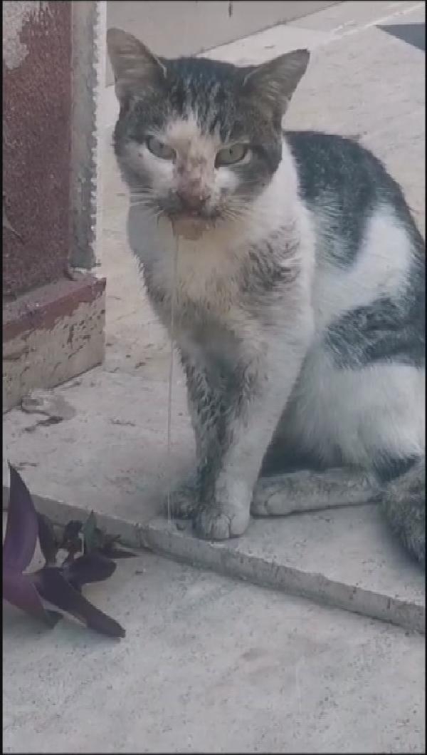 Boğazına 3 olta kancası takılan kedi, tedavi edildi