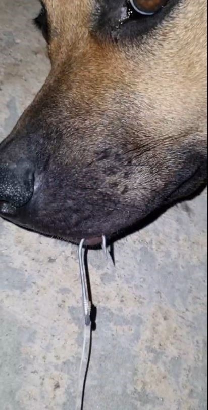 Dışarıda bırakılan balık iğnesi ağzına batan köpek acı içinde kıvrandı