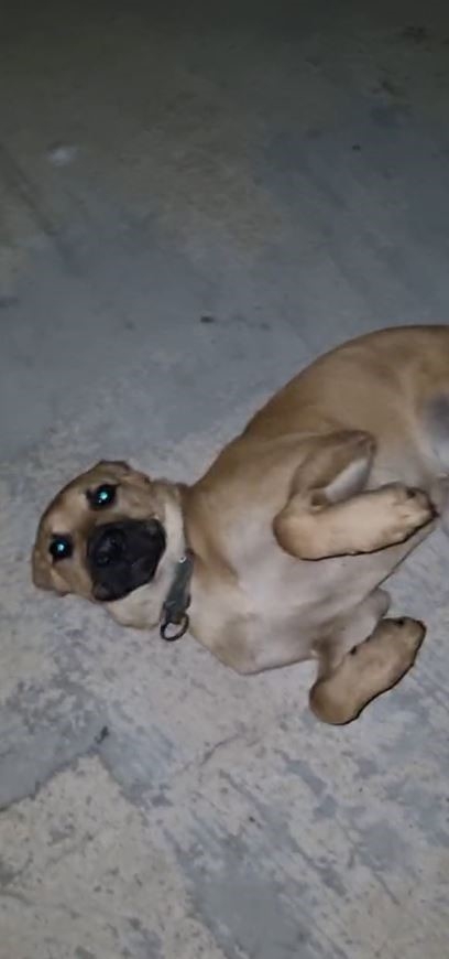 Dışarıda bırakılan balık iğnesi ağzına batan köpek acı içinde kıvrandı