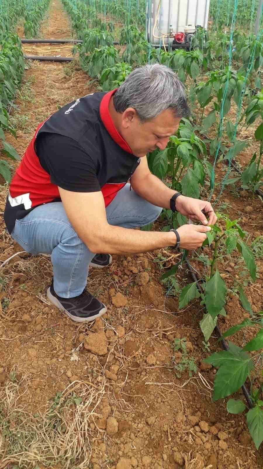 Gazipaşa'da Akdeniz meyve sineği ile mücadele başlatıldı