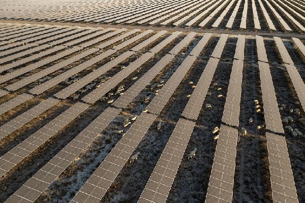 Karapınar Güneş Enerjisi Santrali'nin sahası koyunların otlaması için açıldı 