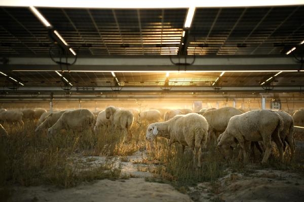 Karapınar Güneş Enerjisi Santrali'nin sahası koyunların otlaması için açıldı 