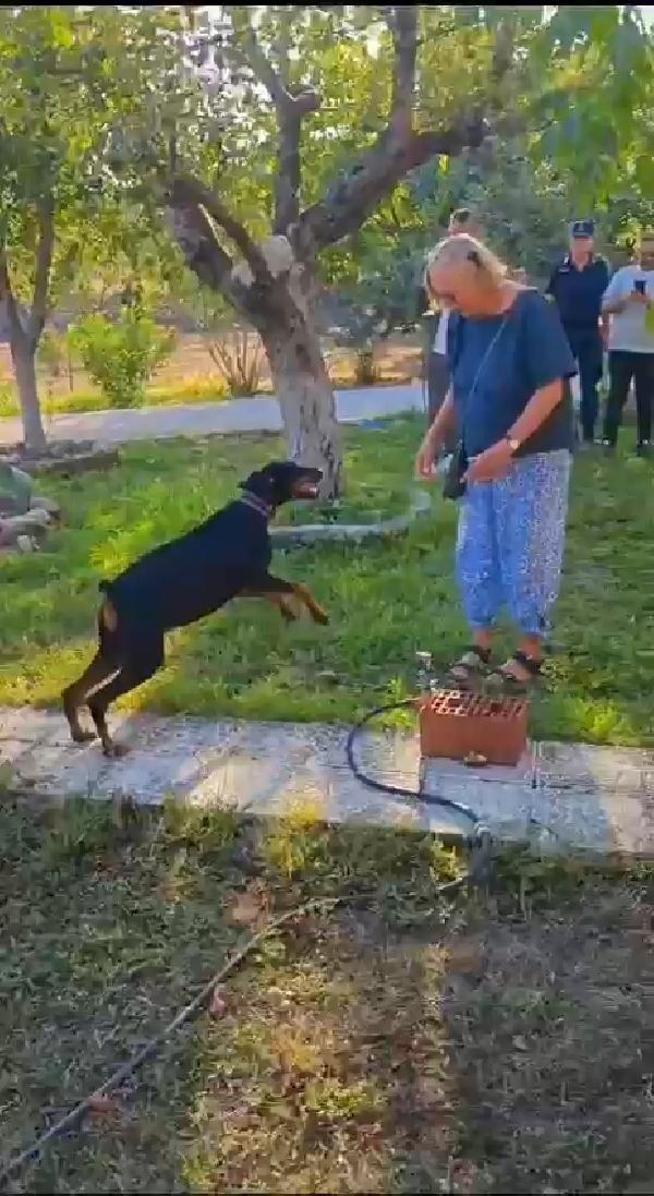 Korhan Berzeg'in 74 gün sonra evine dönen köpeği Tina, Angela Berzeg ile buluştu