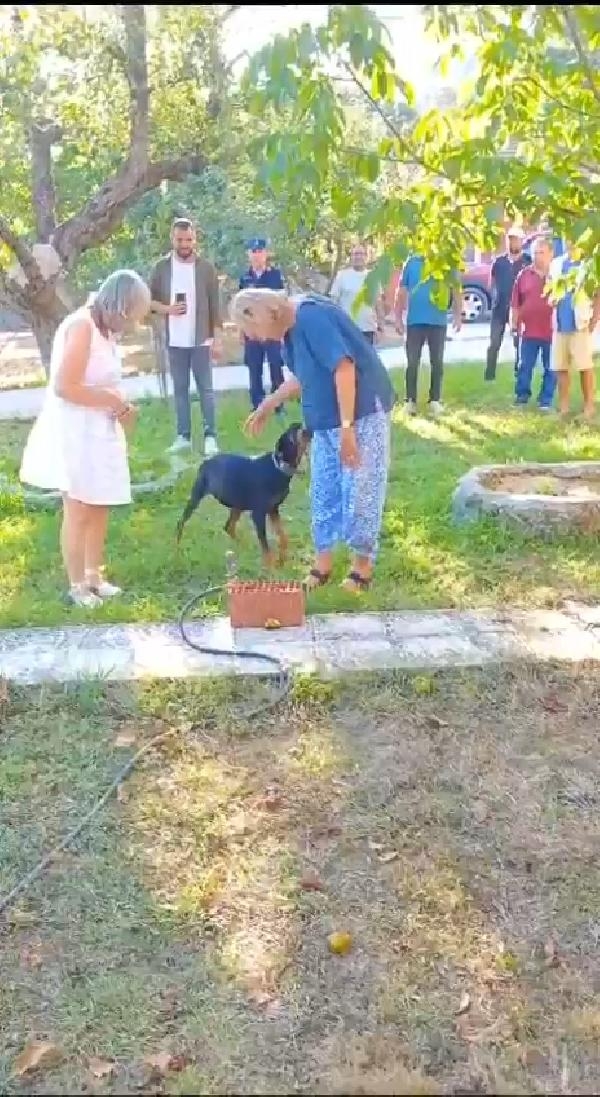 Korhan Berzeg'in 74 gün sonra evine dönen köpeği Tina, Angela Berzeg ile buluştu