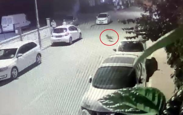 Pitbull saldırısında dehşeti yaşadı