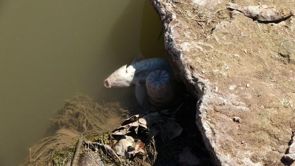 Türkiye'nin en uzun nehri Kızılırmak'ta balık ölümleri