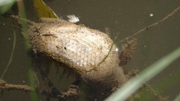 Türkiye'nin en uzun nehri Kızılırmak'ta balık ölümleri